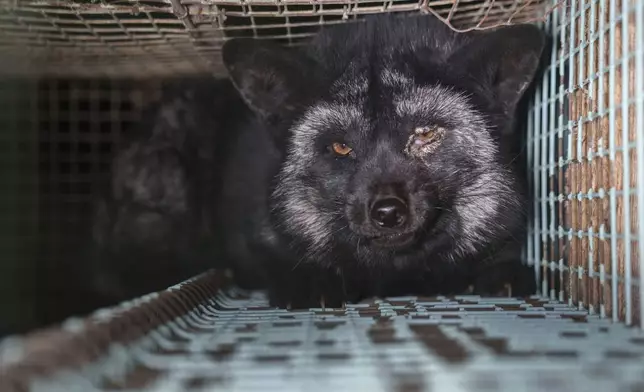 This photo provided by Humany Society International shows a fox inside a cage at a fur farm in western Finland, in late October 2024. (Humany Society International/Oikeutta Elaimille via AP)