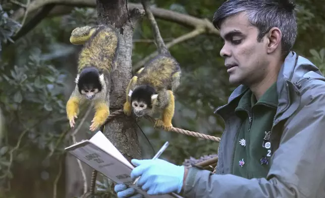 A zoo keeper counts Squirrel Monkeys during the annual stocktake at London Zoo in London, Friday, Jan. 3, 2025. (AP Photo/Kin Cheung)