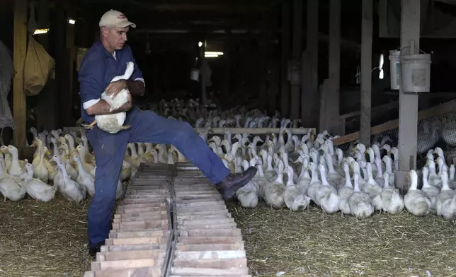 FILE - Doug Corwin, owner of Crescent Duck Farm, carries a female duck used for breeding in one of several barns on his property, in Aquebogue, N.Y., Oct. 29, 2014. (AP Photo/Julie Jacobson, File)