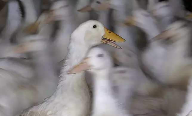 FILE - Long Island ducks used as breeding stock at Crescent Duck Farm, move around a barn, in Aquebogue, N.Y., Oct. 29, 2014. (AP Photo/Julie Jacobson, File)