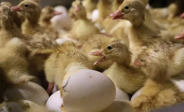 FILE - Day-old duck hatchlings crawl around inside an incubator at Crescent Duck Farm, in Aquebogue, N.Y., Oct. 29, 2014. (AP Photo/Julie Jacobson, File)