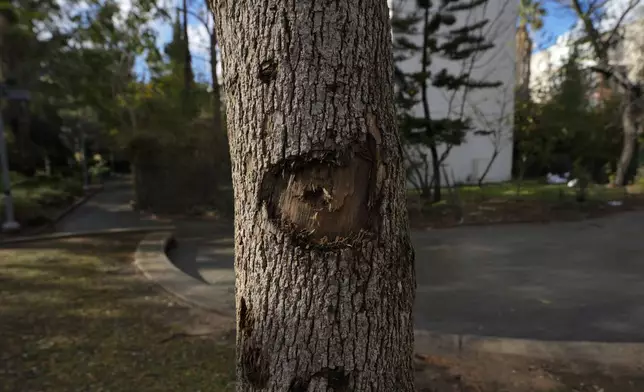 Shrapnel marks from a missile attack launched from Yemen are visible on a tree in the Jaffa district of Tel Aviv, Israel, Tuesday, Dec. 31, 2024. (AP Photo/Matias Delacroix)