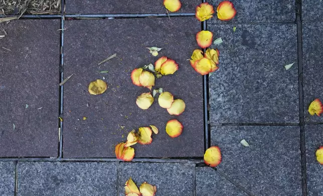 Flower pedals lie on the sidewalk at memorial on Canal Street for the victims of a deadly truck attack on New Year's Day in New Orleans, Friday, Jan. 3, 2025. (AP Photo/Gerald Herbert)