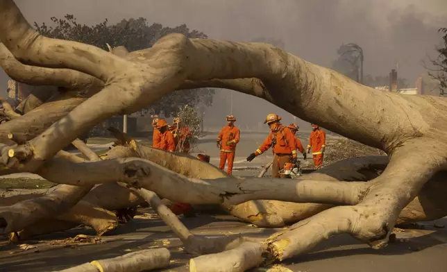 Fire crews begin to clear a toppled tree in the aftermath of the Palisades Fire in the Pacific Palisades neighborhood of Los Angeles, Wednesday, Jan. 8, 2025. (AP Photo/Etienne Laurent)