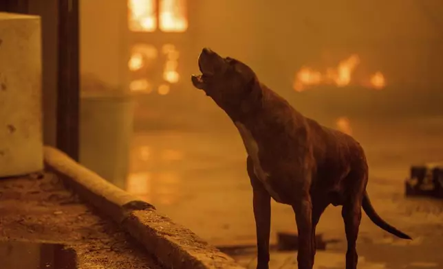 A dog barks as the Eaton Fire destroys a neigbhorhood Wednesday, Jan. 8, 2025 in Altadena, Calif. (AP Photo/Ethan Swope)