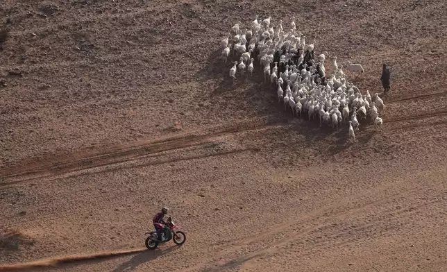 Skyler Howes rides past a herd of goats during the seventh stage of the Dakar Rally with start and finish in Al Duwadimi, Saudi Arabia, Sunday, Jan. 12, 2025. (AP Photo/Christophe Ena)