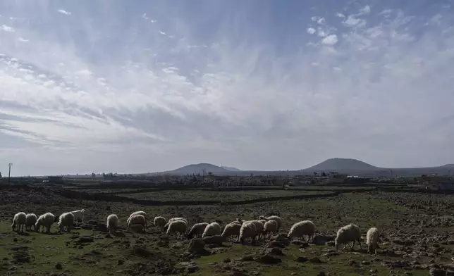 Sheep graze in the foothills of of Syria's tallest mountain, Mount Hermon, Jabal al Sheikh in Arabic, which was captured by Israeli forces after the ousting of the Assad regime, on the outskirts of Quneitra, Syria, Sunday, Jan. 5, 2025. (AP Photo/Mosa'ab Elshamy)