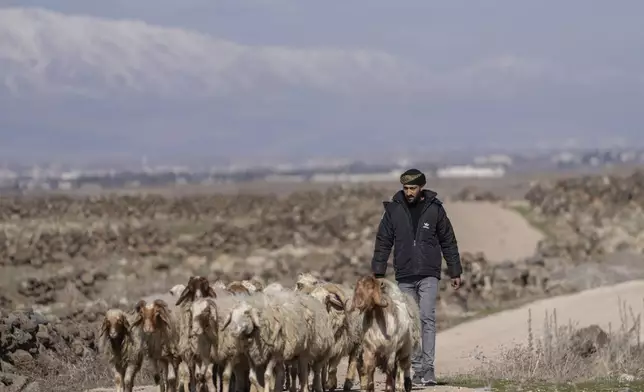 A shepherd guides his sheep at the foothills of Syria's tallest mountain, Mount Hermon, Jabal al Sheikh in Arabic, which was captured by Israeli forces after the ousting of the Assad regime, on the outskirts of Quneitra, Syria, Sunday, Jan. 5, 2025. (AP Photo/Mosa'ab Elshamy)