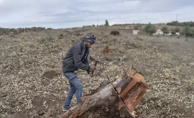 A man collects wood from a tree that was removed by the Israeli military during an incursion in his village of Rafid, on the outskirts of Quneitra, Syria, Sunday, Jan. 5, 2025. (AP Photo/Mosa'ab Elshamy)