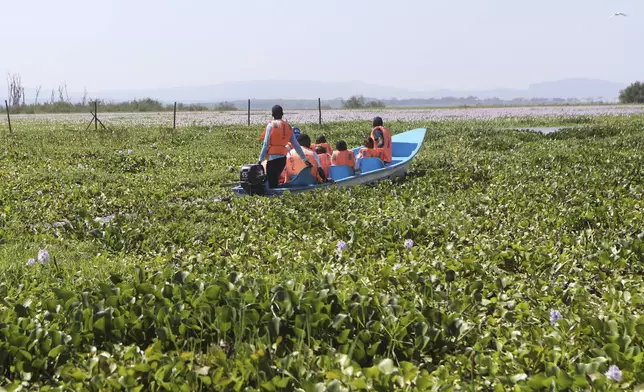A boat carrying domestic tourists for a tour passes through hyacinth at Central Beach in Lake Naivasha in Nakuru county, Kenya's Rift Valley, Friday, Dec. 13, 2024. (AP Photo/Andrew Kasuku)