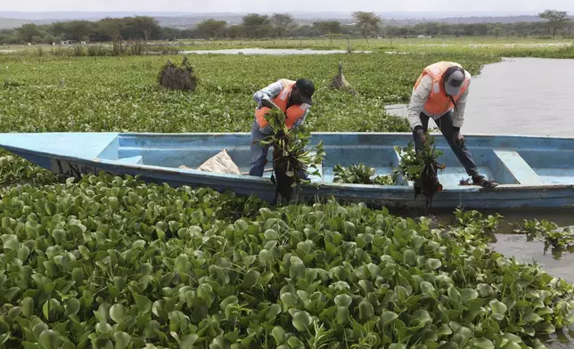 Fishermen Simon Macharia, left, and Jimmy Kamau harvest hyacinth at Lake Naivasha in Nakuru county, Kenya's Rift Valley, Friday, Dec. 13, 2024. (AP Photo/Andrew Kasuku)