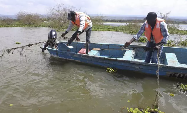 Fishermen recover an abandoned fishing net destroyed by hyacinth in Lake Naivasha in Nakuru county, Kenya's Rift Valley, Friday, Dec. 13, 2024. (AP Photo/Andrew Kasuku)