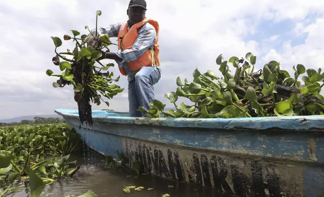 Fisherman Simon Macharia harvests hyacinth at Lake Naivasha in Nakuru county, Kenya's Rift Valley, Friday, Dec. 13, 2024. (AP Photo/Andrew Kasuku)
