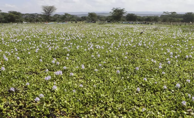 Hyacinth is seen at the shores of Lake Naivasha, in Nakuru county, Kenya's Rift Valley, Friday, Dec. 13, 2024. (AP Photo/Andrew Kasuku)