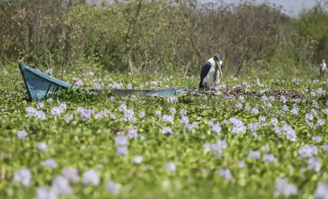 A marabou stork patches on an abandoned fishing boat trapped in hyacinth at Central Beach in Lake Naivasha in Nakuru county, Kenya's Rift Valley, Friday, Dec. 13, 2024. (AP Photo/Andrew Kasuku)