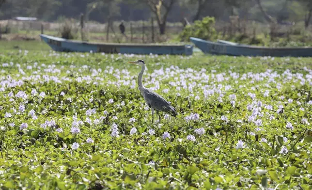 A heron searches for food next to abandoned fishing boats trapped in hyacinth at Central Beach in Lake Naivasha in Nakuru county, Kenya's Rift Valley, Friday, Dec. 13, 2024. (AP Photo/Andrew Kasuku)