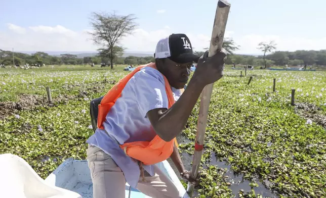 A fisherman navigates his boat amidst hyacinth at Central Beach in Lake Naivasha in Nakuru county, Kenya's Rift Valley, Friday, Dec. 13, 2024. (AP Photo/Andrew Kasuku)