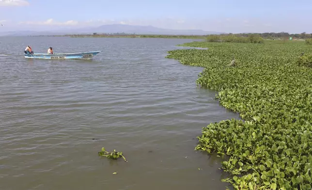 Fishermen sit in a boat in Lake Naivasha which has been invaded by hyacinth in Nakuru county, Kenya's Rift Valley, Friday, Dec. 13, 2024. (AP Photo/Andrew Kasuku)