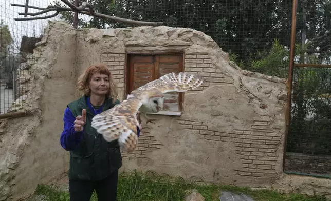 Conservation officer Anna Kazazou releases a barn owl after examining it at the Attica Zoological Park, near Athens, on Jan. 21, 2025. (AP Photo/Thanassis Stravrakis)