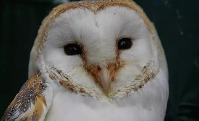 A barn owl at the Attica Zoological Park, near Athens, on Jan. 21, 2025. (AP Photo/Thanassis Stravrakis)