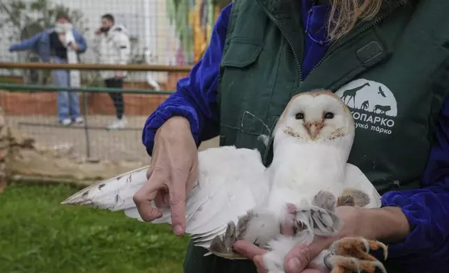 Conservation officer Anna Kazazou examines the wing of a barn owl at the Attica Zoological Park, near Athens, Jan. 21, 2025. (AP Photo/Thanassis Stravrakis)