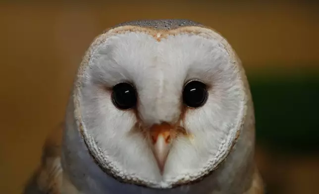 A barn owl at the Attica Zoological Park, near Athens, on Jan. 21, 2025. (AP Photo/Thanassis Stravrakis)