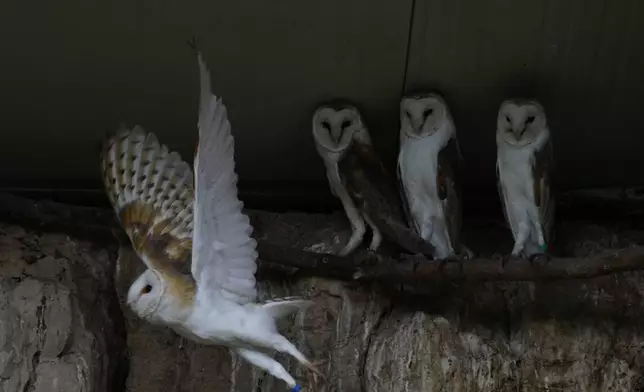 Barn owls rest on a ledge at the Attica Zoological Park, near Athens, as another takes flight, Jan. 21, 2025. (AP Photo/Thanassis Stravrakis)