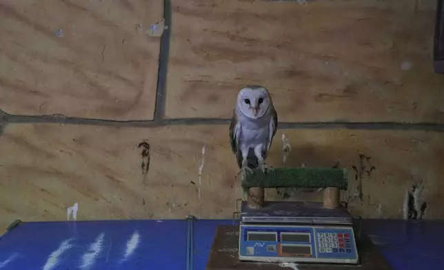 A barn owl rests on an electric scale at the Attica Zoological Park, near Athens, on Jan. 21, 2025. (AP Photo/Thanassis Stravrakis)