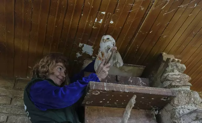 Conservation officer Anna Kazazou holds a barn owl after removing it from a nesting box at the Attica Zoological Park, near Athens, on Jan. 21, 2025. (AP Photo/Thanassis Stravrakis)