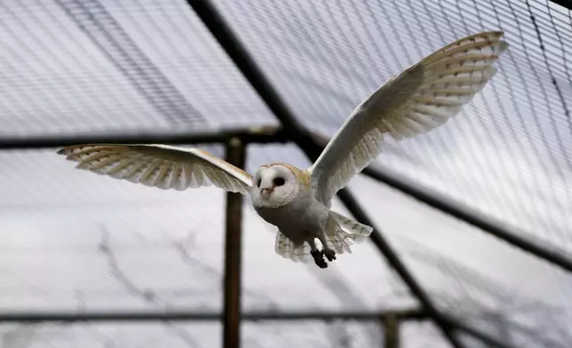 A barn owl flies in an enclosure at the Attica Zoological Park, near Athens, on Jan. 21, 2025. (AP Photo/Thanassis Stravrakis)