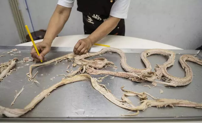 Chau Ka-ling, owner of the family-run snake soup restaurant, skins a snake at her shop in Hong Kong, Monday, Jan. 6, 2025. (AP Photo/Chan Long Hei)