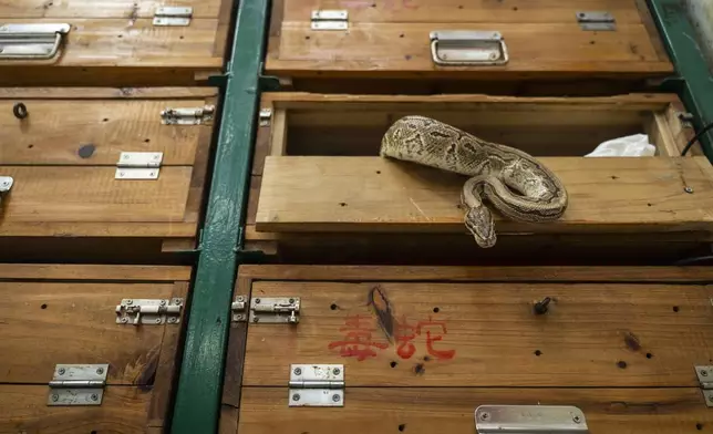 A pet snake crawls out from the cabinet at the family-run snake soup restaurant in Hong Kong, Monday, Jan. 6, 2025. (AP Photo/Chan Long Hei)