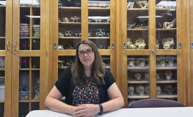 Dr. Krista Latham, the director of the Human Identification Center at the University of Indianapolis, sits at a table in front of the center's cabinets containing replicas of fossil finds of ancient humans , Aug. 1, 2024, in Indianapolis. (AP Photo/Rick Callahan)