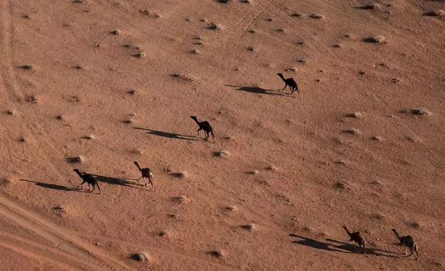 Camels run near the route of the fourth stage of the Dakar Rally between Al Henakiyah and Alula, Saudi Arabia, Wednesday, Jan. 8, 2025. (AP Photo/Christophe Ena)