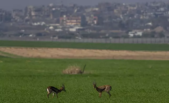 Gazelles graze on a field in southern Israel on the border with Gaza Strip, Tuesday, Jan. 7, 2025. (AP Photo/Ariel Schalit)