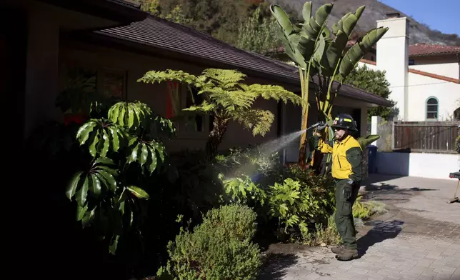 A firefighter hoses vegetation around a property while protecting structures from the Palisades Fire in Mandeville Canyon Tuesday, Jan. 14, 2025, in Los Angeles. (AP Photo/Ethan Swope)
