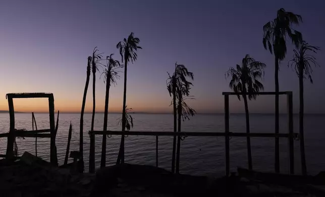 Charred trees stand as the sun rises along the Pacific Coast Highway, Tuesday, Jan. 14, 2025, in Malibu, Calif. (AP Photo/Carolyn Kaster)