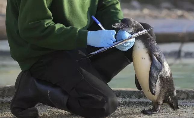 A zoo keeper counts penguins during the annual stocktake at London Zoo in London, Friday, Jan. 3, 2025. (AP Photo/Kin Cheung)