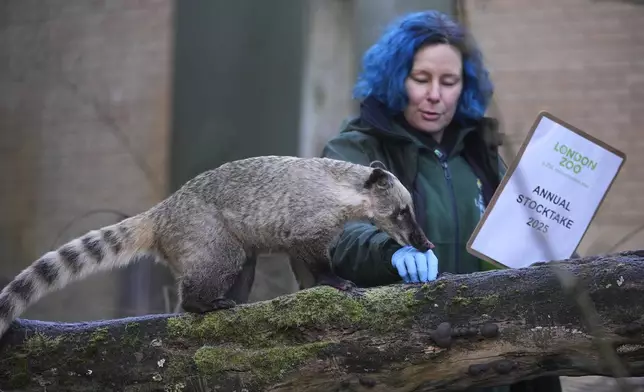 A zoo keeper counts brown-nosed coatis during the annual stocktake at London Zoo in London, Friday, Jan. 3, 2025. (AP Photo/Kin Cheung)