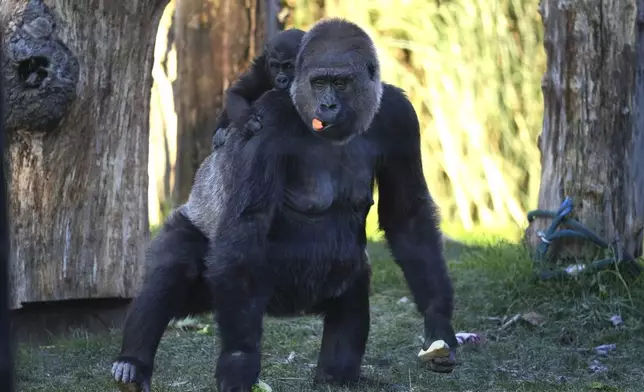 Gorillas pick up food during the annual stocktake at London Zoo in London, Friday, Jan. 3, 2025. (AP Photo/Kin Cheung)