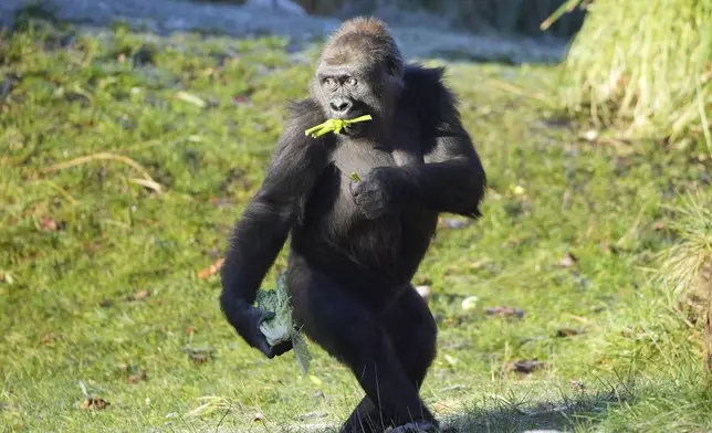 A gorilla picks up food during the annual stocktake at London Zoo in London, Friday, Jan. 3, 2025. (AP Photo/Kin Cheung)