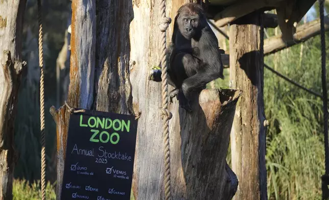 A gorilla picks up food during the annual stocktake at London Zoo in London, Friday, Jan. 3, 2025. (AP Photo/Kin Cheung)