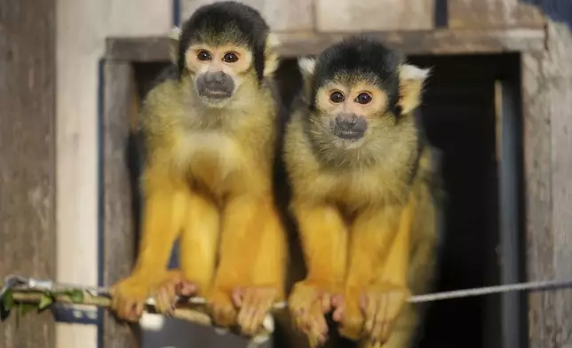 Squirrel Monkeys stand during the annual stocktake at London Zoo in London, Friday, Jan. 3, 2025. (AP Photo/Kin Cheung)