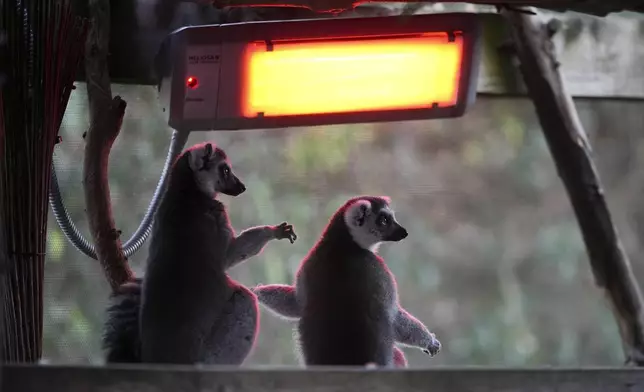 Ring-tailed Lemurs sit under a heater during the annual stocktake at London Zoo in London, Friday, Jan. 3, 2025. (AP Photo/Kin Cheung)