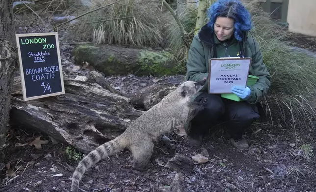 A zoo keeper counts brown-nosed coatis during the annual stocktake at London Zoo in London, Friday, Jan. 3, 2025. (AP Photo/Kin Cheung)