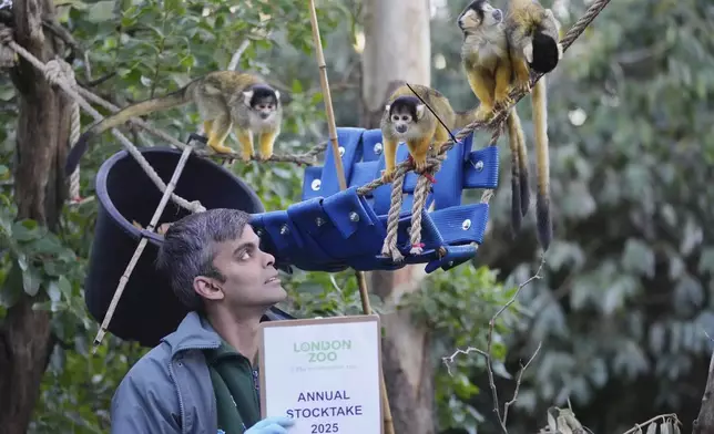 A zoo keeper counts Squirrel Monkeys during the annual stocktake at London Zoo in London, Friday, Jan. 3, 2025. (AP Photo/Kin Cheung)