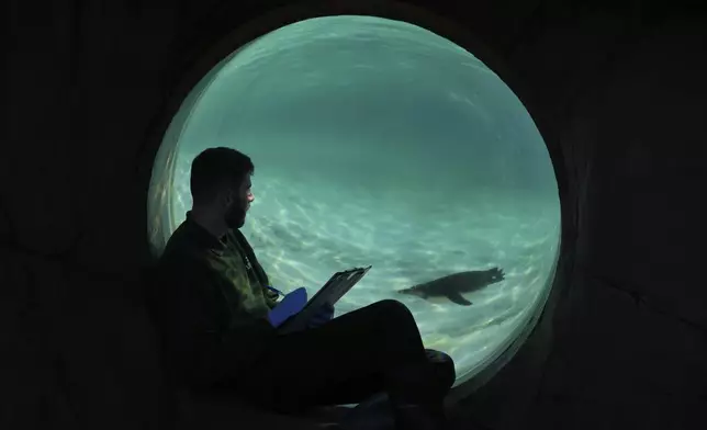 A zoo keeper counts penguins during the annual stocktake at London Zoo in London, Friday, Jan. 3, 2025. (AP Photo/Kin Cheung)