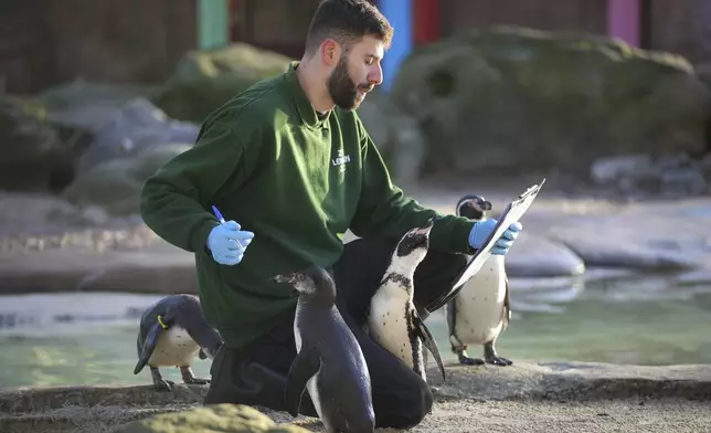 A zoo keeper counts penguins during the annual stocktake at London Zoo in London, Friday, Jan. 3, 2025. (AP Photo/Kin Cheung)