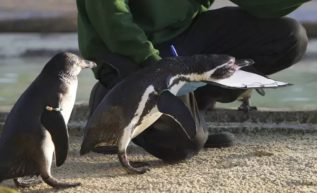 A keeper counts penguins during the annual stocktake at London Zoo in London, Friday, Jan. 3, 2025. (AP Photo/Kin Cheung)