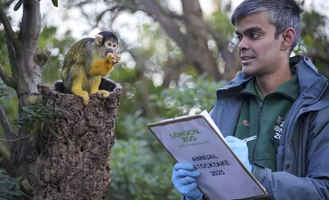 A zoo keeper counts Squirrel Monkeys during the annual stocktake at London Zoo in London, Friday, Jan. 3, 2025. (AP Photo/Kin Cheung)